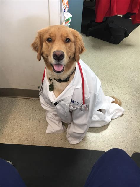 dr dog   service rdogpictures