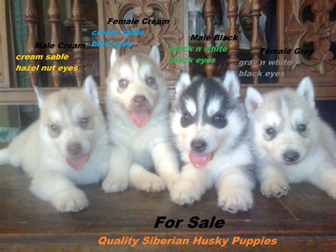 Quality Siberian Husky Puppies For Sale Adoption From Benguet Baguio