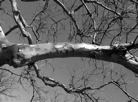 poemsbyninotaziz  tree branch