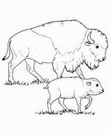 Bison Northwest Coloringhome Calf Maternelle sketch template