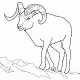 Sheep Schaf Bighorn Colorare Disegni Montagna Ausmalbild Pecora Rocciose Montagne Tundra Ausmalen Mouflons Carneiro Malvorlagen Schafe Malvorlage Strickendes Taiga Printmania sketch template