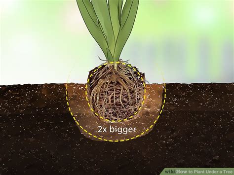 plant   tree  steps  pictures wikihow