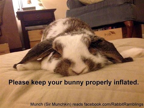 inflate pet bunny cute baby bunnies funny bunnies