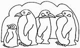 Pingouin Pinguini Colorat Pinguin Desene Penguins Plansa Kolorowanki Pingwiny Dzieci Pinguinos Planse Gifgratis Animali Ranita Megghy Prend sketch template