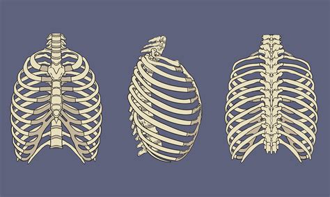 menschliches brustkorb skelett anatomie paket  vektor kunst bei
