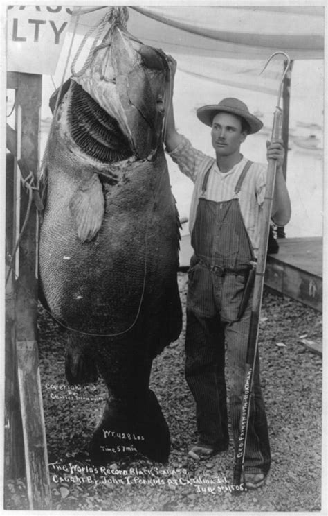 Vintage World Record Black Sea Bass Photos