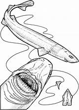 Shark Coloring Pages Teeth Gharial Drawing Cutter Cookie Hungry Evolution Getdrawings Under Side Printable Getcolorings 752px 222kb sketch template