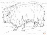 Coloring Ox Musk Muskox Realistic Pages Tundra Supercoloring Arctic Printable Drawing Animals 900px 09kb 1200 Dot sketch template