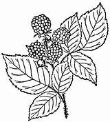 Coloring Raspberry Blackberry Raspberries Blackberries Leaves Pages Berry Patterns Embroidery sketch template