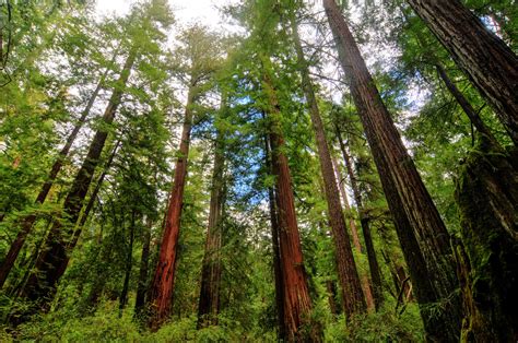 giant sequoias  redwoods  largest  tallest trees  science