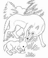 Wolf Coloring Pages Cub Coloriage Mother Printable Louveteau Louve Et Howling Woodland Moon Animals Print Colouring Color Drawing Baby Categories sketch template