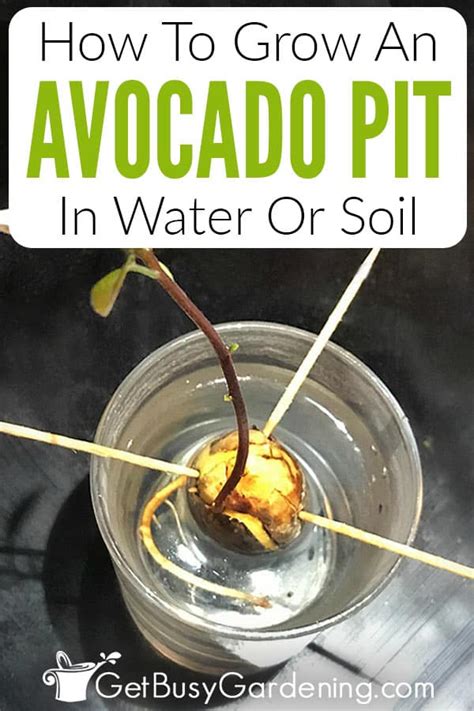 How To Grow An Avocado Tree From Seed Get Busy Gardening