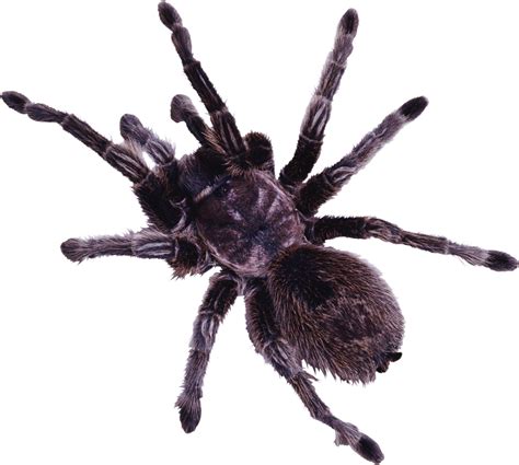 spider png image purepng  transparent cc png image library