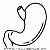 Stomach Coloring Template sketch template