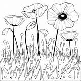 Poppy Colouring Anzac Flowers Coloring Poppies Easy Print Outline Vector Really Classic Will Stock sketch template