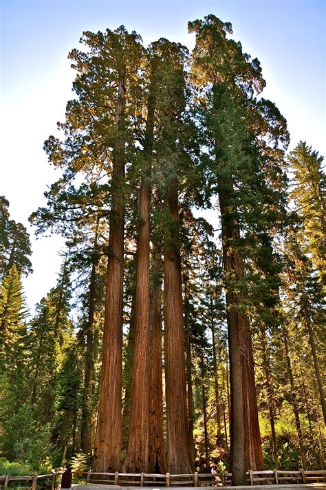 giant sequoias redwood trees pictures redwood sequoia national parks