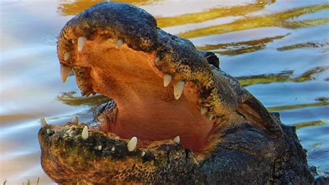 alligator attacks drone   naples zoo youtube