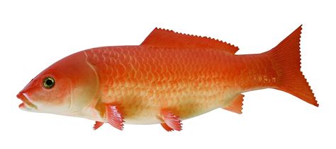 namaak goudvis cm en andere kunstvissen te koop bij kunstpalmnl
