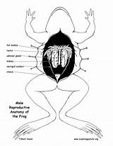 Frog Reproductive Anatomy Diagram Labeling Exploringnature System Printing Resolution Pdf High Animal sketch template