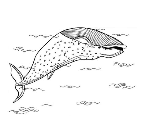 whale coloring pages pictures animal place