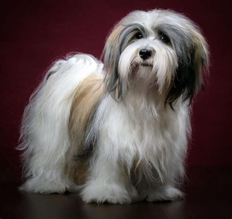 amazing facts  havanese dogs    knew page     dogman