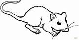Rat Colorir Rato Ratte Desenhos Ratto Ausmalbild Maus Mole Rata Tekenen Cheirando Malvorlage Suesse Fink Ratten Ratos Ausdrucken Tish sketch template