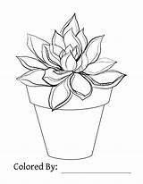 Succulent Coloring Succulents Pages sketch template