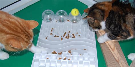Puzzle Feeders For Your Cat International Cat Care
