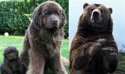 7 psów które wyglądają jak niedźwiedzie be able