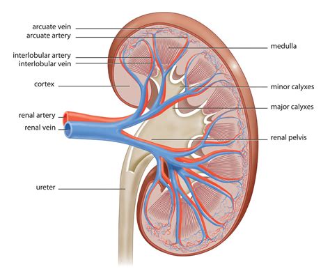 function benefits  kidney