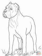 Cane Corso Cani Stampare Terrier Kolorowanka Supercoloring Facili Mastiff Whippet Druku Razze sketch template