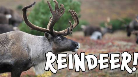 reindeer learn facts  reindeer youtube