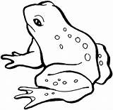 Frogs Animal sketch template