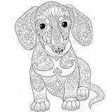 Coloring Dachshund Pages Printable Dog Adult Adults Color Print Getcolorings sketch template