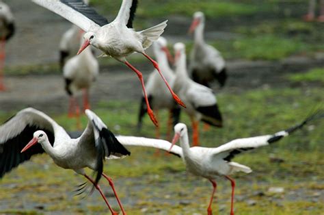africas summer bird  white stork african wildlife foundation