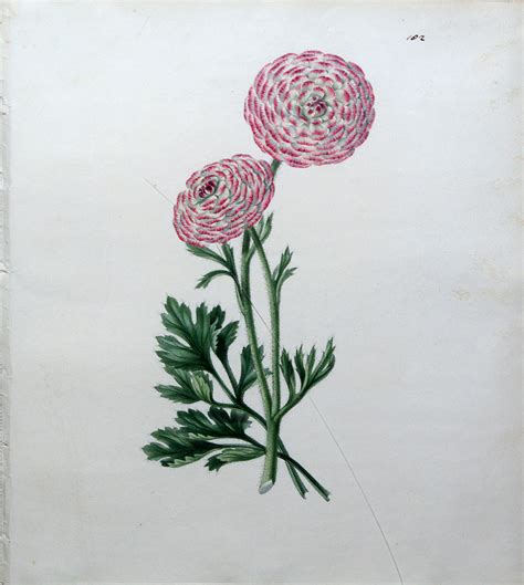 plate  edward dalton smith british   botanical