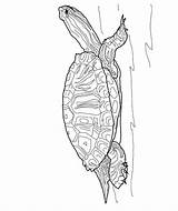 Kleurplaat Schildpadden sketch template