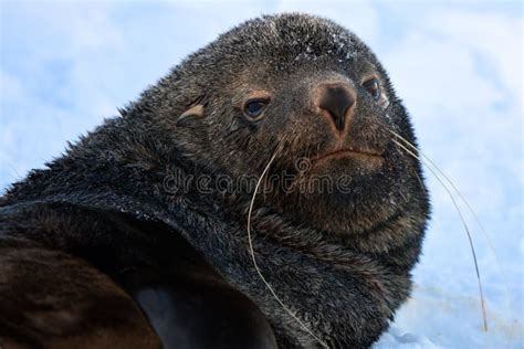 brown seal stock photo image  color marine global