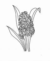 Hyacinth Drawing Getdrawings sketch template