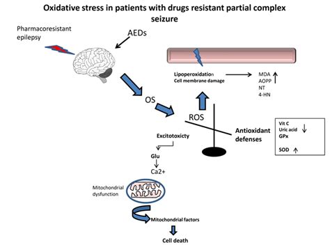 behavioral sciences free full text oxidative stress in patients