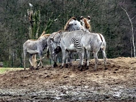 ourtravelpicscom travel  series hilvarenbeek photo  grevys zebras