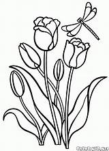 Tulipanes Dibujo Colorkid Pequeños sketch template