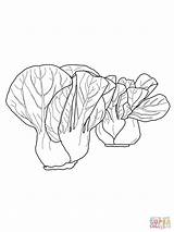 Coloring Choy Bok Pages Cabbage Turnip Printable Drawing Kids Vegetables Cabbages Supercoloring sketch template