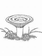 Pages Mushrooms Coloring Printable sketch template