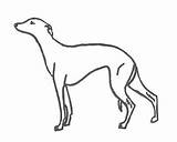 Whippet Coloring Pages Colouring Larger Printablecolouringpages Credit sketch template