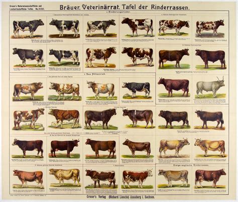 breeds   animals  amazing charts breeds  cows dairy