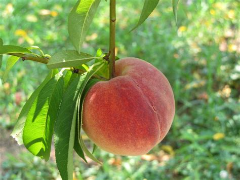 Sun Ripened Juicy Peach Homegrown Fruits Farms Juicy Growing Peach