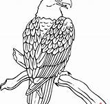 Eagle Bald Drawing Outline Mexico Head Mexican Getdrawings Coloring sketch template