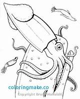 Squid Whale Sperm Getcolorings Colossal sketch template