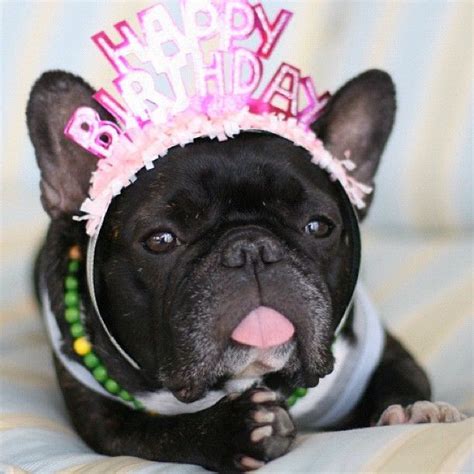 pin  frenchiely french bulldog cl  birthday shenanigans happy